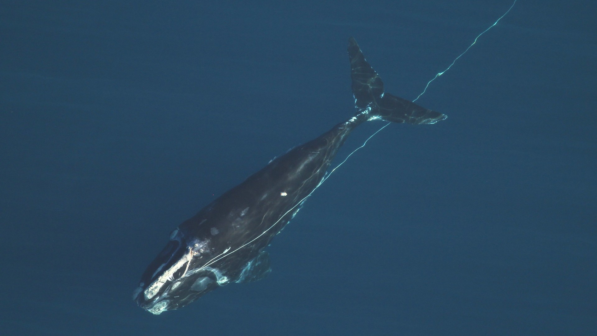 Entangled Whale In The Ocean