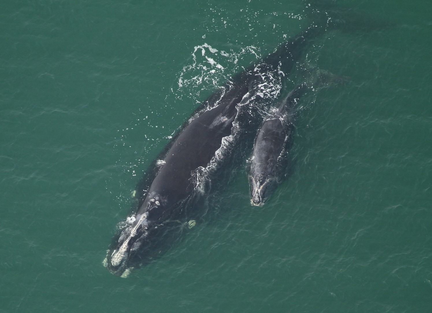 Two Whales Side By Side In The Ocean